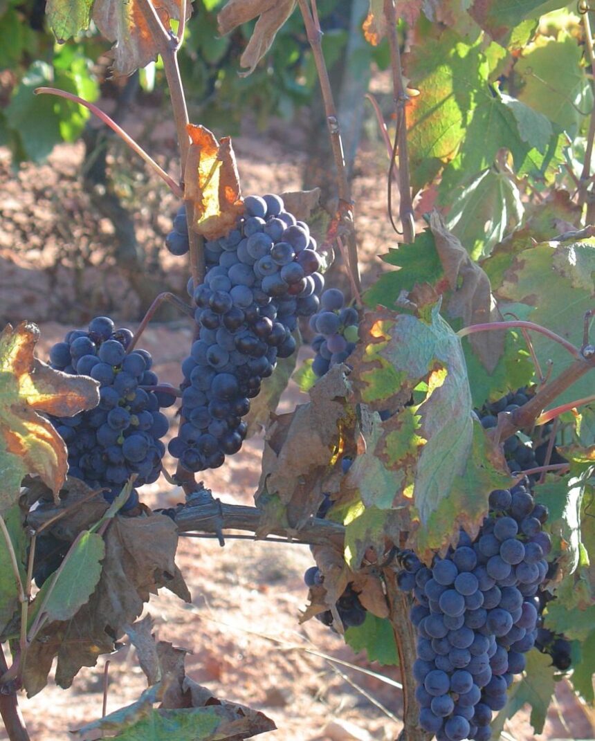 Vinho Medieval de Ourém