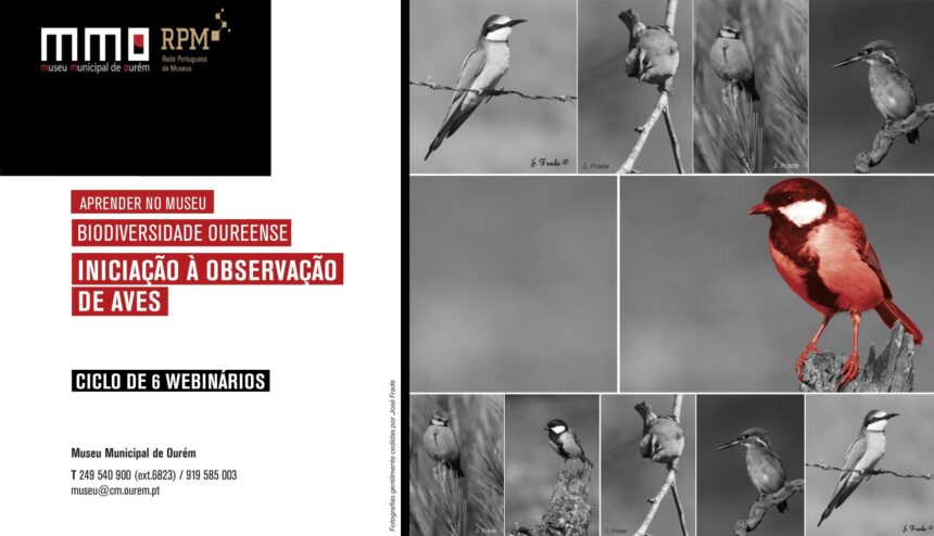 Ciclo de ‘Webinários’ de Iniciação à Observação de Aves